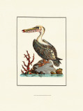 Pelican Print by George Edwards