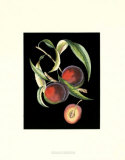 D'Avoine Plums I Posters by Pierre-Joseph D'avoine