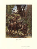 Wild Boar Stampe di Friedrich Specht Wild Boar Stampe di Friedrich Specht