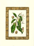 Tropical Fruit I Prints