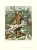 Leopard Prints by Friedrich Specht Leopard Prints by Friedrich Specht