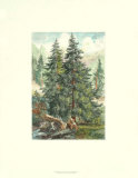 Straight and Tall Prints by Ernest Heyn