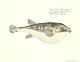 Amblyrhynchote Poster par Franz Krueger
