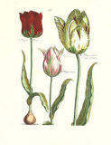 Elephant Tulips I (Oversize) Láminas por Crispijn de Passe Elephant Tulips I (Oversize) Láminas por Crispijn de Passe