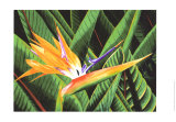 Bird of Paradise Posters by Glenn Cernosek