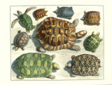 A Turtle Gathering Art by Albertus Seba