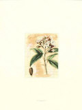 Clove Prints by Walter H. Fitch