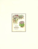 Vick's Cineraria Posters