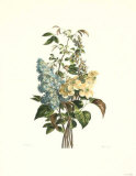 Blue and Buttercream Bouquet II Posters by Pancrace Bessa