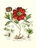 Besler Peonie II Prints by Basilius Besler