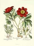 Besler Peonie IV Prints by Basilius Besler