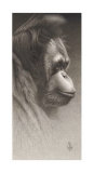 Jojo, The Orangutan Láminas por Caldwell