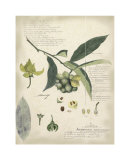 Descube Botanical II Reprodukcje autor A. Descube