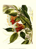 Planche botanique fantastique II Posters par Samuel Curtis