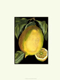 Fragrant Citrus I Art by Volkamer 