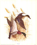 American Pintail Poster by Charles Murphy