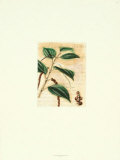 Black Pepper Print by Walter H. Fitch