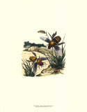 Rêve causé par le vol d'une abeille I Affiches par Sydenham Teast Edwards