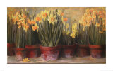Janine's Daffodils Poster by Carol Rowan