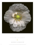 Coquelicot blanc Affiche par Harold Feinstein
