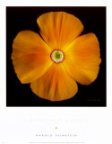 California Poppy Prints by Harold Feinstein