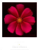Cosmos Bipinnatus Stampe di Harold Feinstein