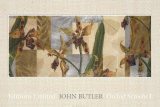 Orchid Screens I Prints by John Butler Orchid Screens I Prints by John Butler