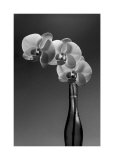 Orquídeas, 1998 Pósters por Montclair Valentine