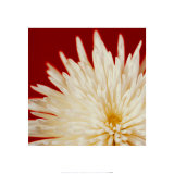Chrysanthemum, White on Dark Red Posters by Michael Banks