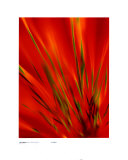 Herbe flexi verte sur fond rouge Poster par Michael Banks