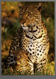 Léopards mère-enfant, Panthera pardus, Masai-Mara Kenya Posters par Michel & Christine Denis-Huot