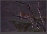 Leopard at Masai-Mara, Kenya Kunstdruck von Michel & Christine Denis-Huot