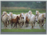 Chevaux de Camargue Láminas por Gilles Martin-Raget Chevaux de Camargue Láminas por Gilles Martin-Raget