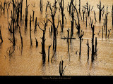 Pecheur sur le Lac de Kossou Prints by Yann Arthus-Bertrand Pecheur sur le Lac de Kossou Prints by Yann Arthus-Bertrand