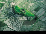 Ilot dans les rizieres en terrasse de Bali Póster por Yann Arthus-Bertrand