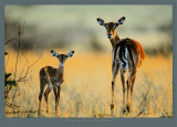 Impala, Mother and Infant Reprodukcje autor Michel & Christine Denis-Huot