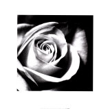 Rose blanche Art par Michael Banks