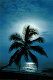 Moonlight Sonata Posters Moonlight Sonata Posters