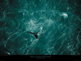 Baleine Prints by Yann Arthus-Bertrand