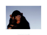 Embarrassed Chimpanzee アート - ティム・デイ