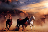 Stampede Poster