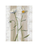 Gänseblümchen Kunst von Valerie Roy