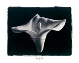 Still Life No. 546 Prints by Izu 