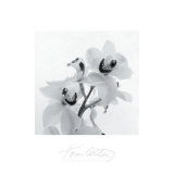 Orchid Spray II Posters af Tom Artin