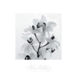 Brin d'orchidée I Art par Tom Artin
