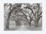 Oak Arches Prints by Jim Morris