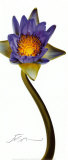 Nymphaea II Print by JoSon 