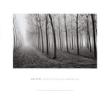 Poplars, Po River Valley, Northern Italy, 1998 Prints by Mark Citret