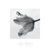 Parrot Tulip II Poster von Tom Artin
