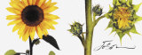 Helianthus Prints by JoSon 